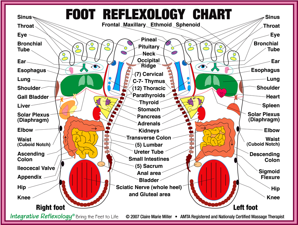 Large Reflexology Foot Chart
